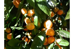 Huile essentielle de Mandarine (sicily)